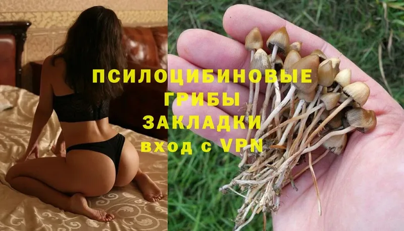 Псилоцибиновые грибы Cubensis  где продают наркотики  Карталы 